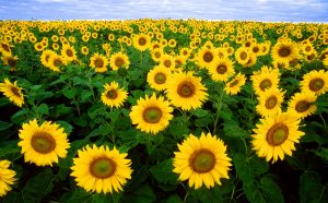 field_image_sunflowers